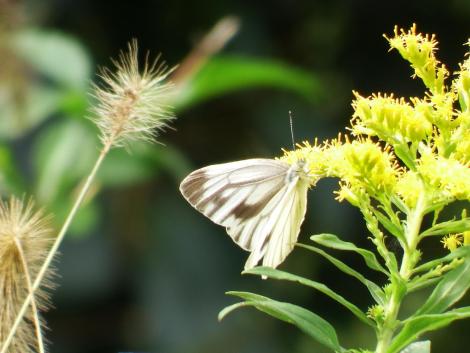 スジグロシロチョウ