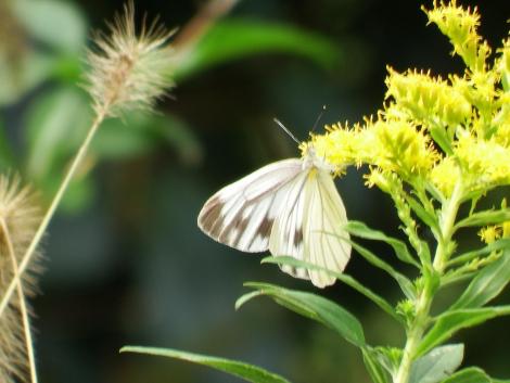 スジグロシロチョウ