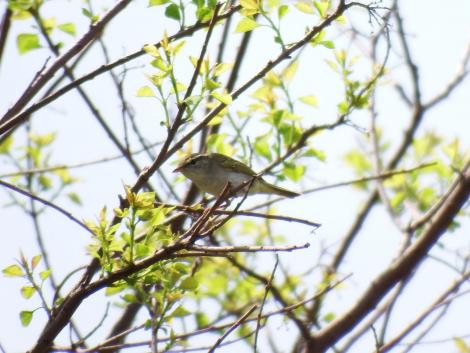 センダイムシクイ