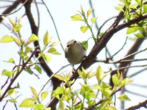 センダイムシクイ