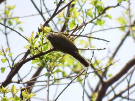 センダイムシクイ