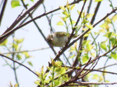 センダイムシクイ