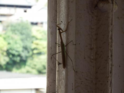 南海高野線高野下