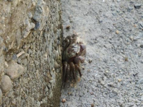 クロベンケイガニ