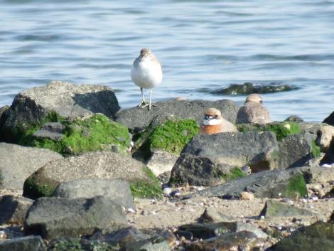 メダイチドリとイソシギ