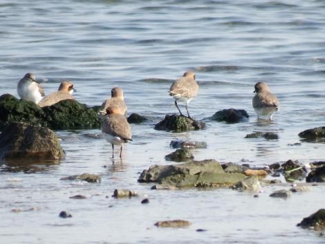 メダイチドリとイソシギ