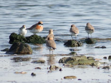 メダイチドリとイソシギ