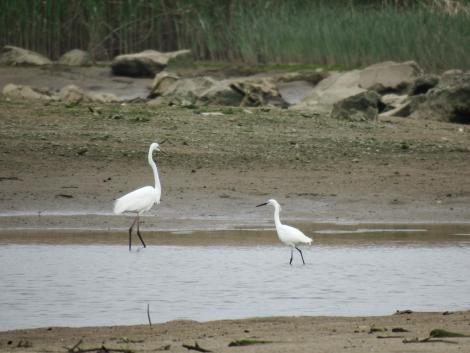 ダイサギとコサギ