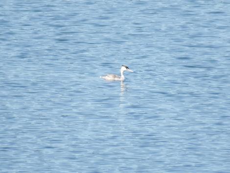 カンムリカイツブリ