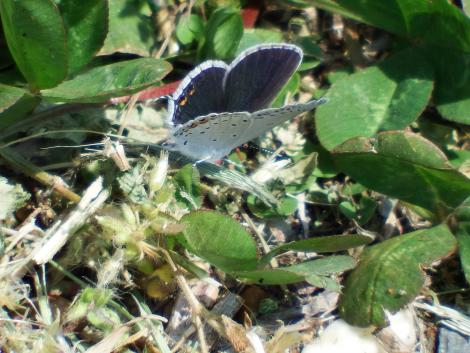 ツバメシジミ♀