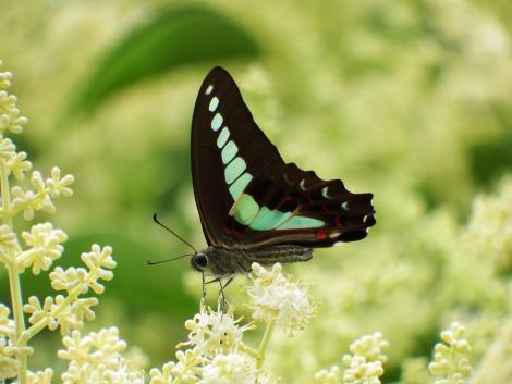 アオスジアゲハ