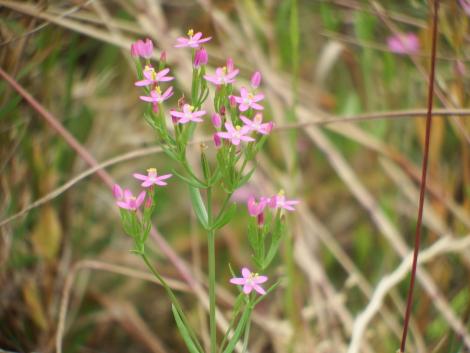 ベニバナセンブリ