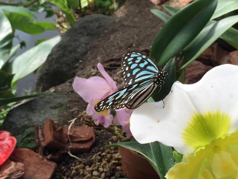 リュウキュウアサギマダラ