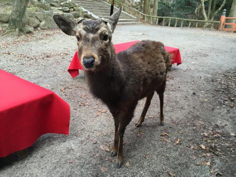 シカ