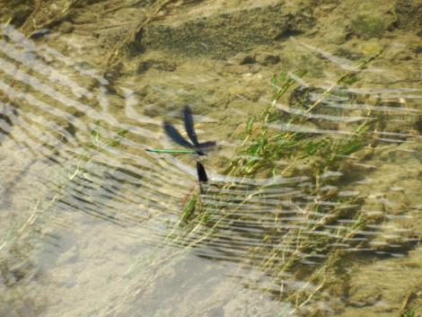 ハグロトンボの産卵