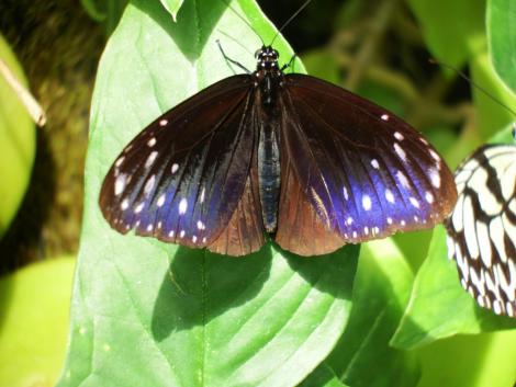 ムラサキマダラ