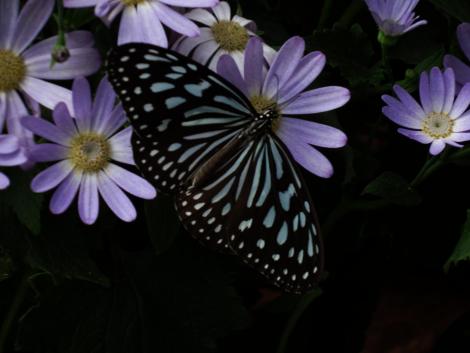 リュウキュウアサギマダラ