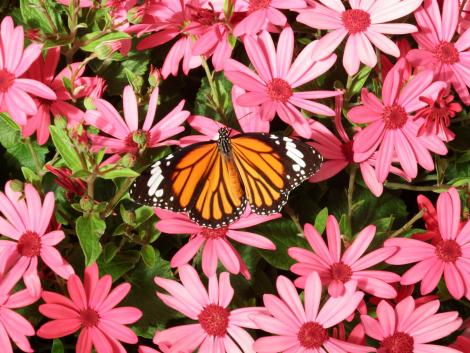 スジクロカバマダラ