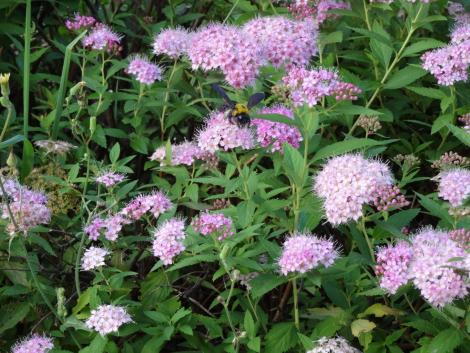 クマバチとシモツケ