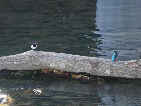 カワセミとセグロセキレイ
