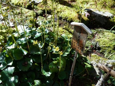 シロバナツワブキ