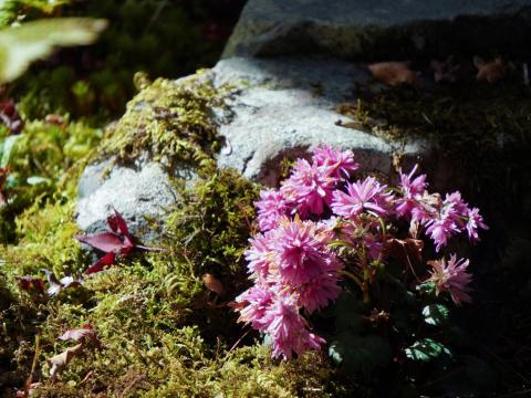 ダイモンジソウ