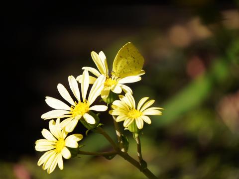 ツワブキにキチョウ