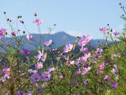 コスモス