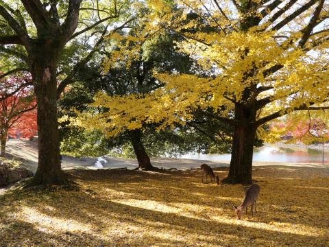 大仏池のイチョウ