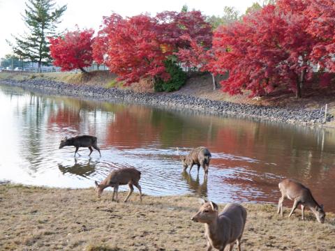 大仏池とシカ