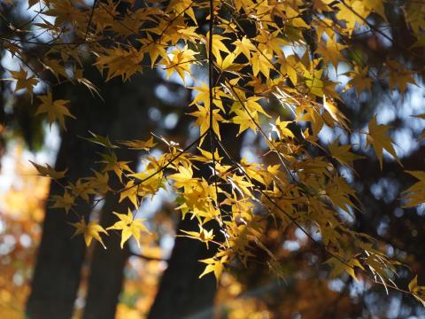黄葉のモミジ