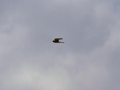 チョウゲンボウ