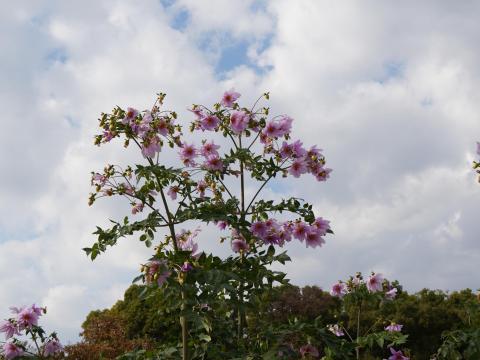 コウテイダリア
