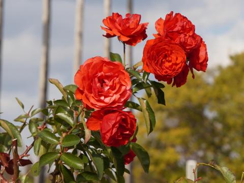 バラ トランペッター