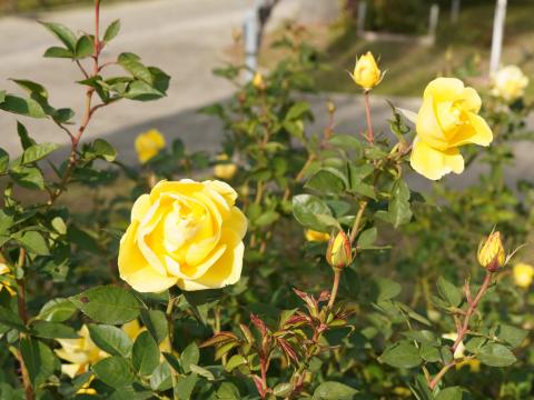 バラ Rayon deSoleil