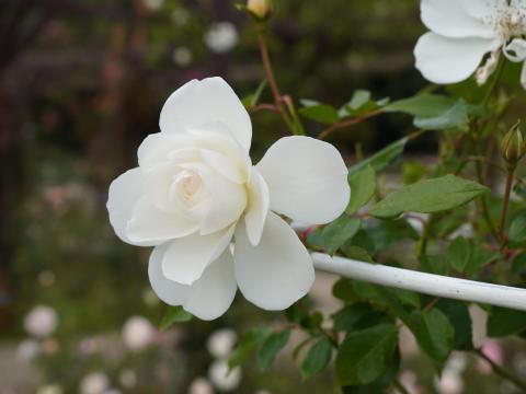 バラ アイスバーグ