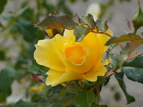 バラ ゴールドバニー