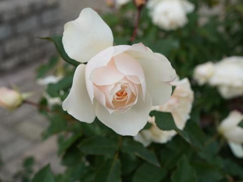 バラ エーデルワイス