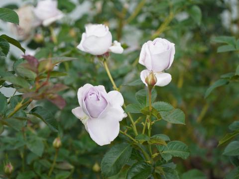 バラ ブルーバユー