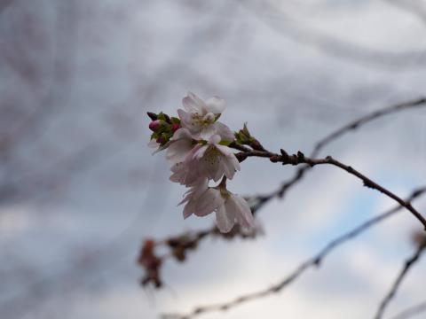 ジュウガツザクラ