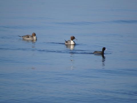 オナガガモとオオバン