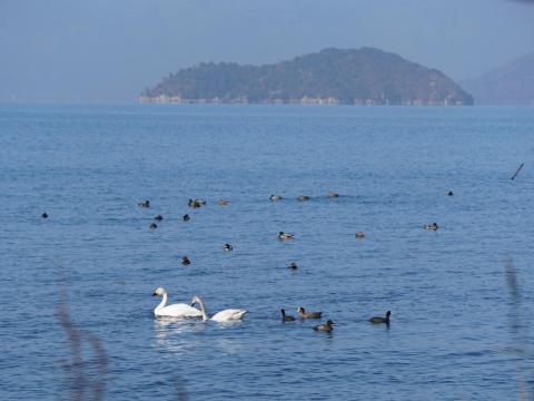 竹生島とコハクチョウ
