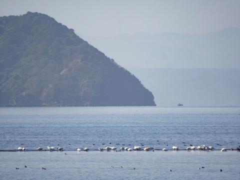 コハクチョウと竹生島