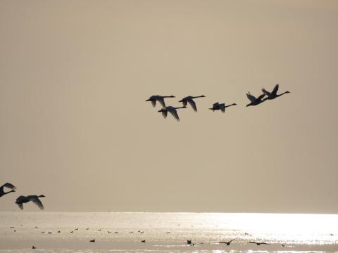 ★コハクチョウ