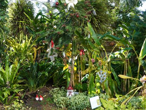 ウォレマイパイン