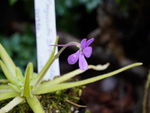 ムシトリスミレ