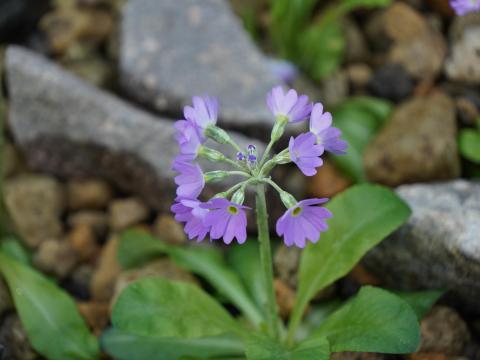 レブンコザクラ