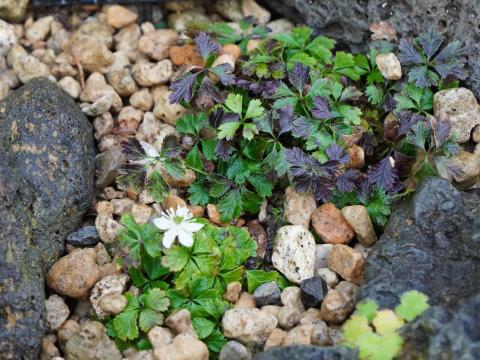 バイカオウレン