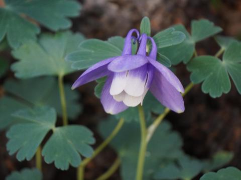 チシマルリオダマキ