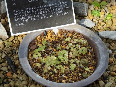 マルバマンネングサ